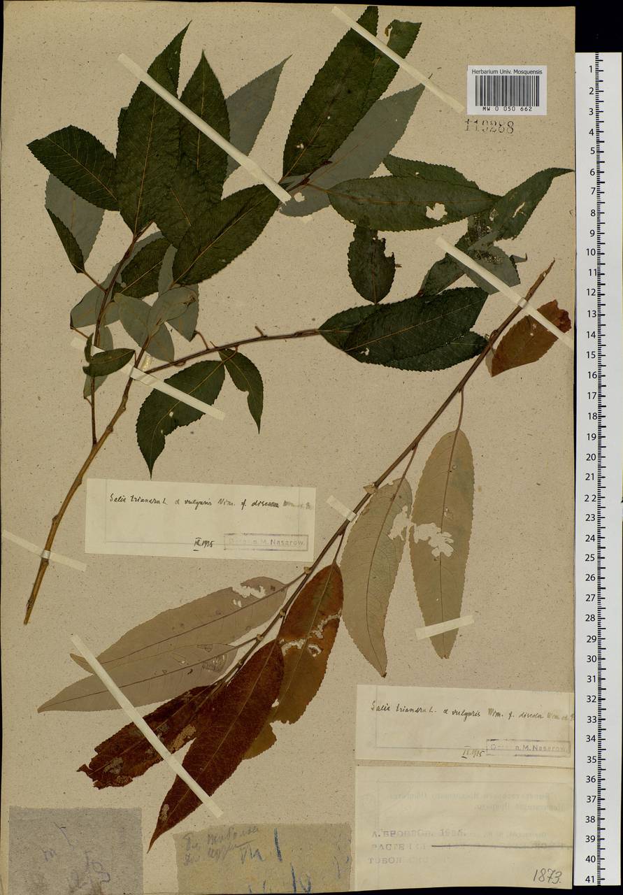 Salix triandra L., Siberia, Western Siberia (S1) (Russia)