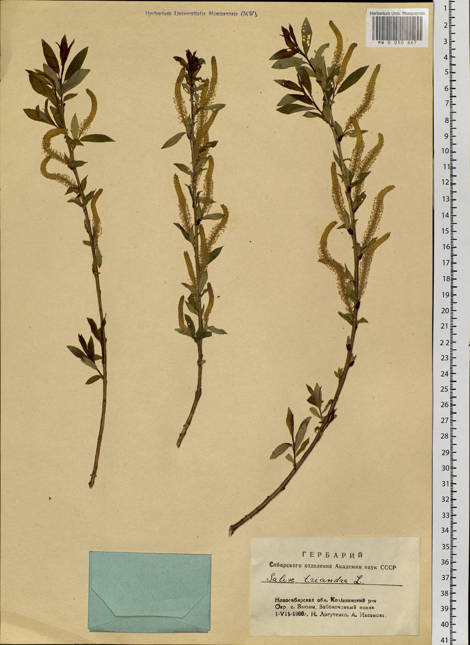 Salix triandra L., Siberia, Western Siberia (S1) (Russia)