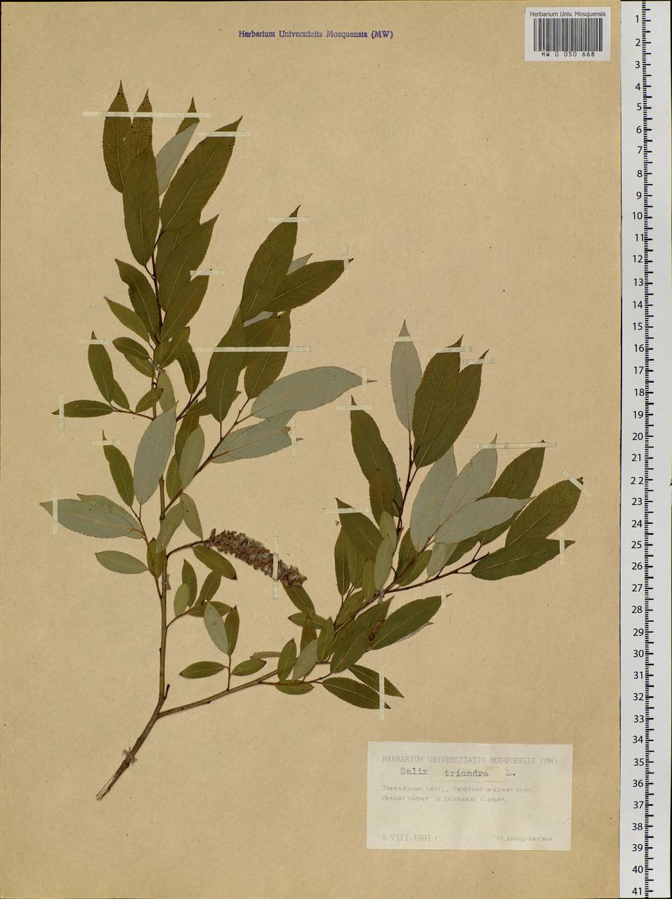 Salix triandra L., Siberia, Western Siberia (S1) (Russia)