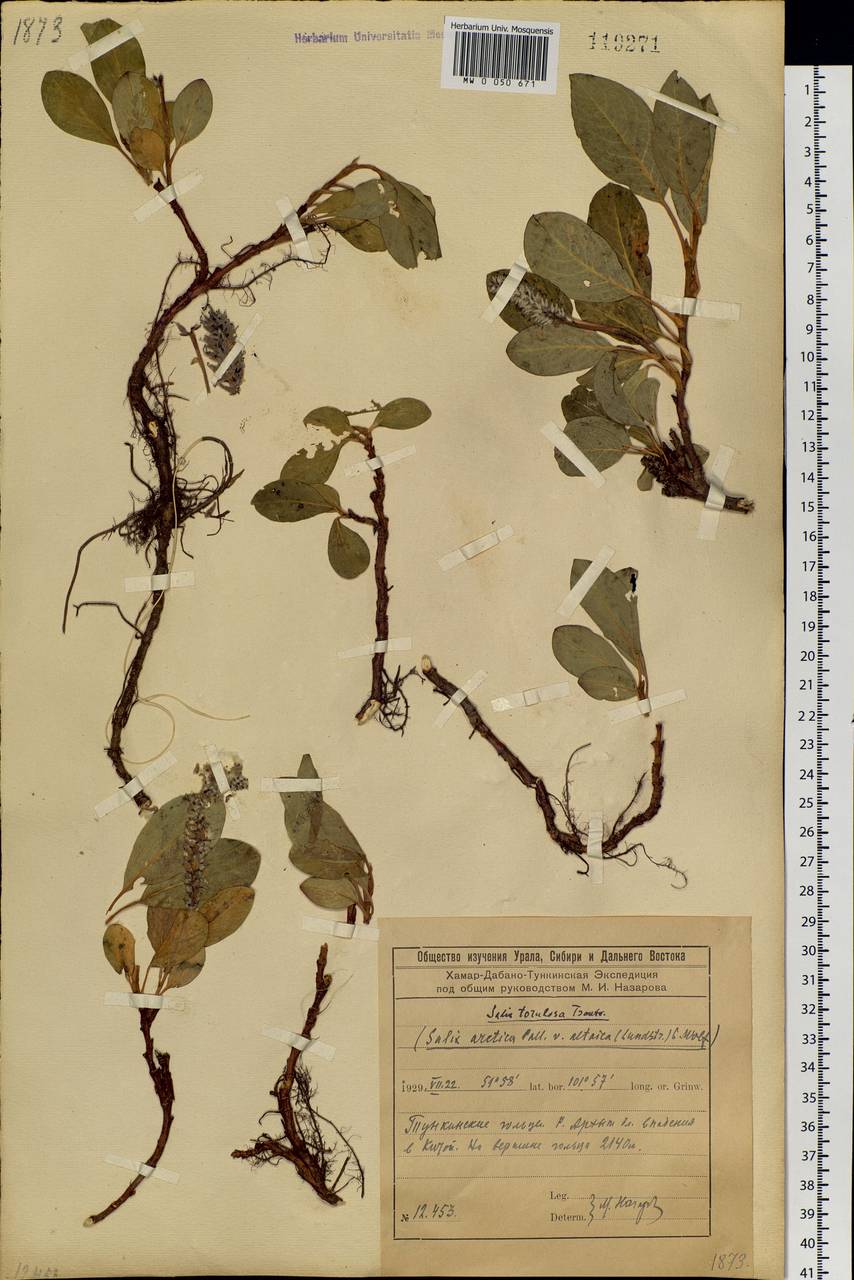Salix arctica subsp. torulosa (Ledeb.) Hultén, Siberia, Baikal & Transbaikal region (S4) (Russia)