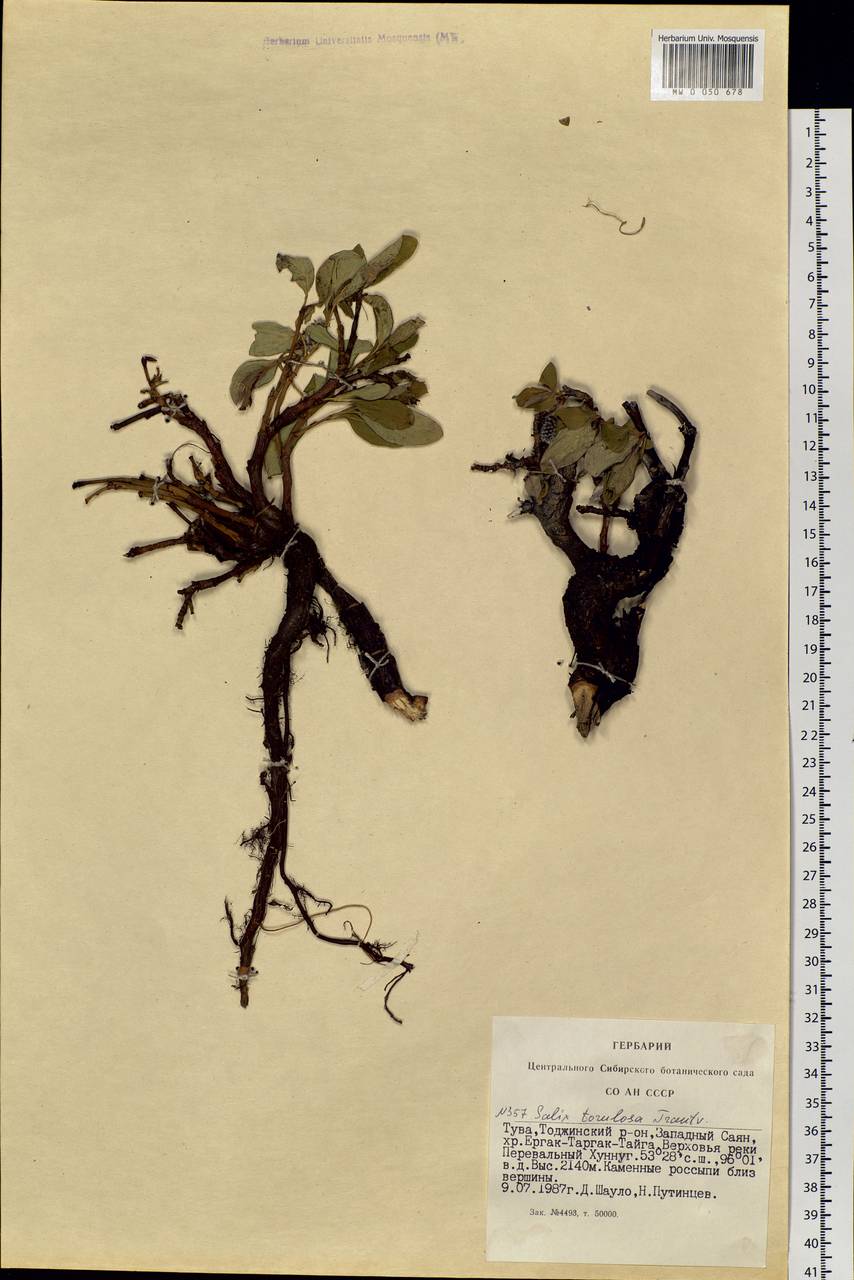 Salix arctica subsp. torulosa (Ledeb.) Hultén, Siberia, Altai & Sayany Mountains (S2) (Russia)