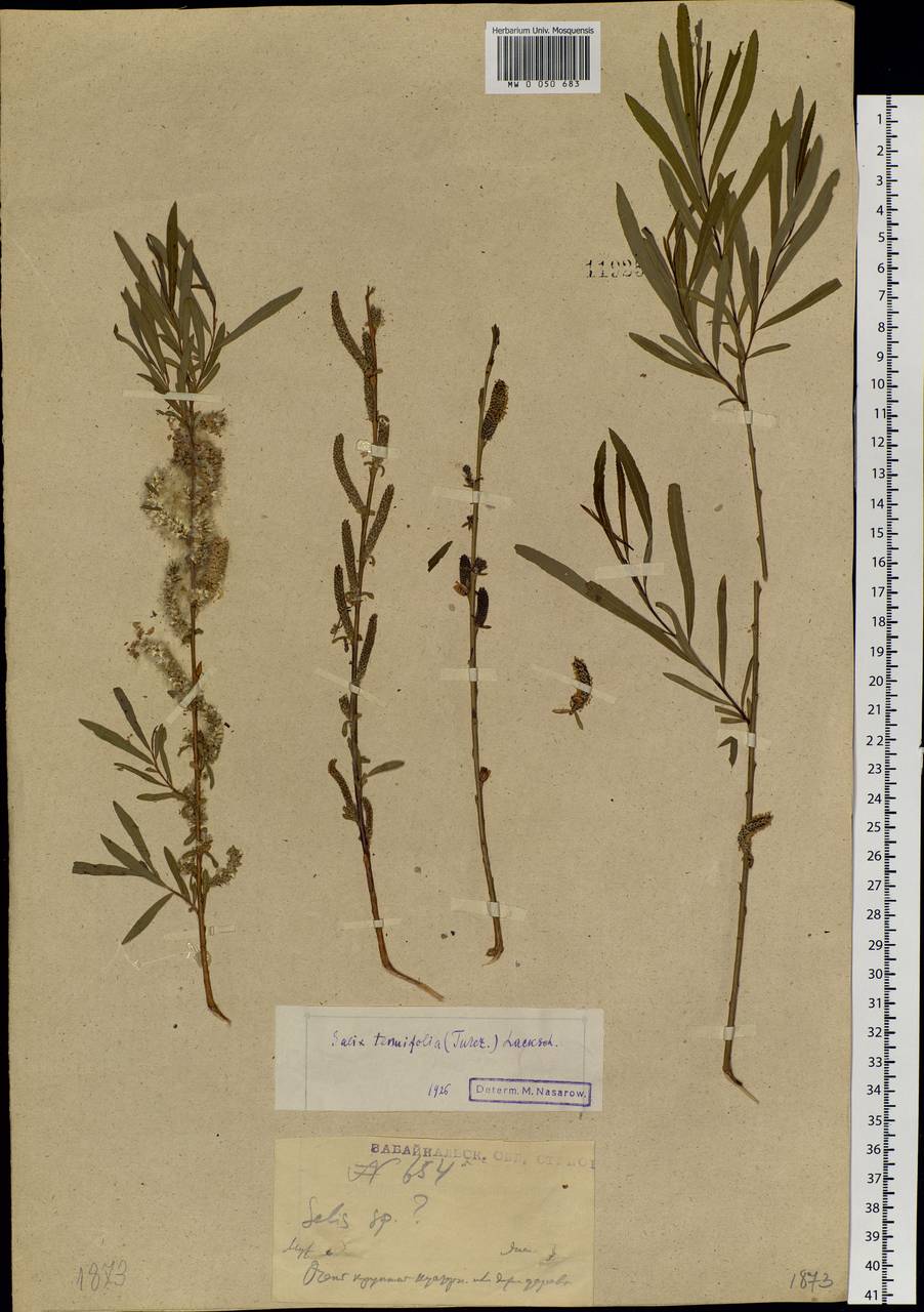 Salix miyabeana Seemen, Siberia, Baikal & Transbaikal region (S4) (Russia)