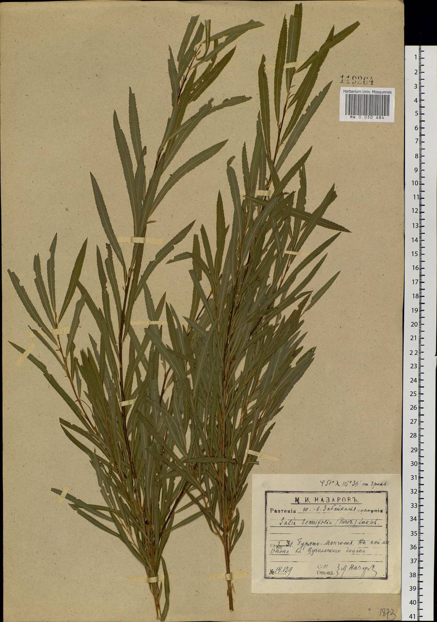 Salix miyabeana Seemen, Siberia, Baikal & Transbaikal region (S4) (Russia)