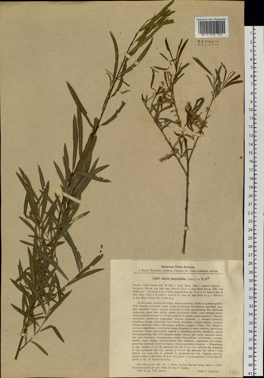 Salix miyabeana Seemen, Siberia, Baikal & Transbaikal region (S4) (Russia)