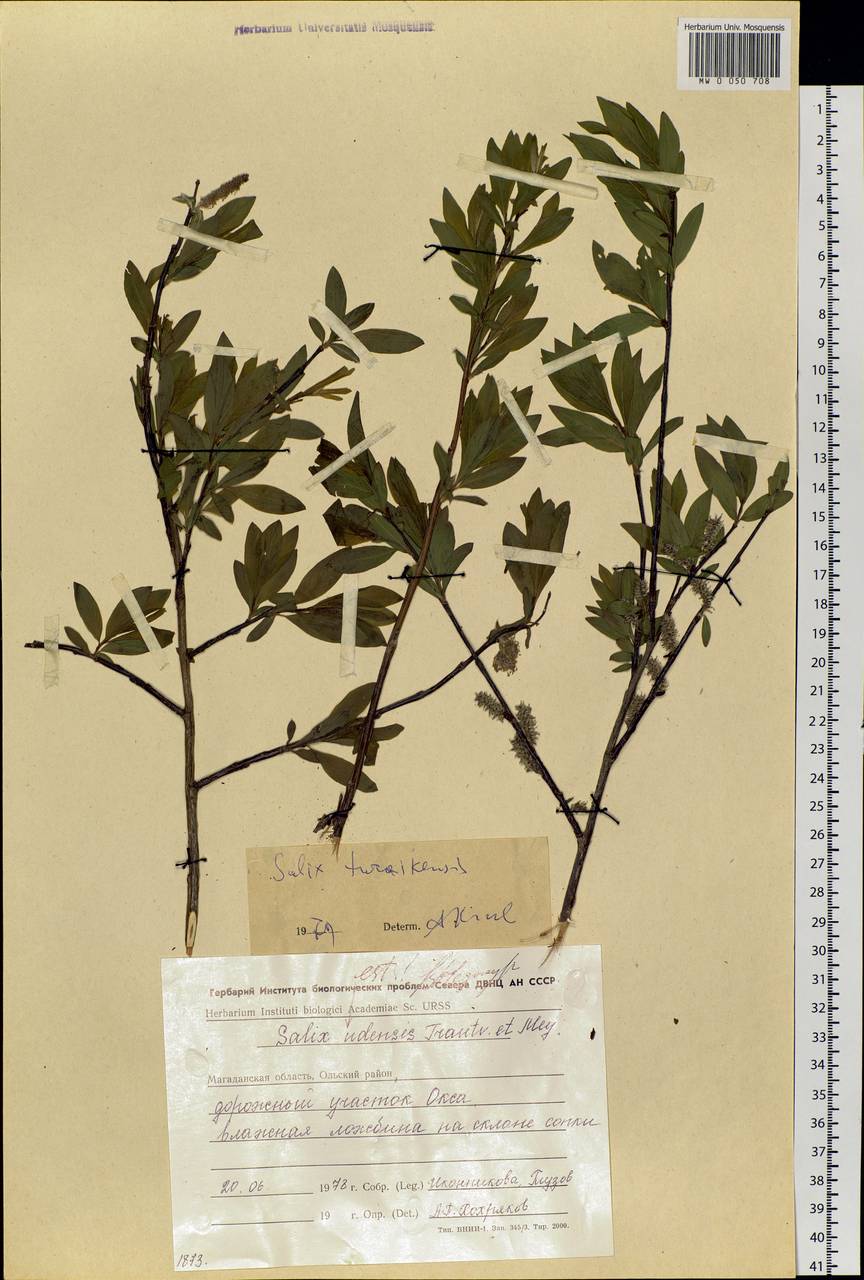 Salix taraikensis Kimura, Siberia, Chukotka & Kamchatka (S7) (Russia)