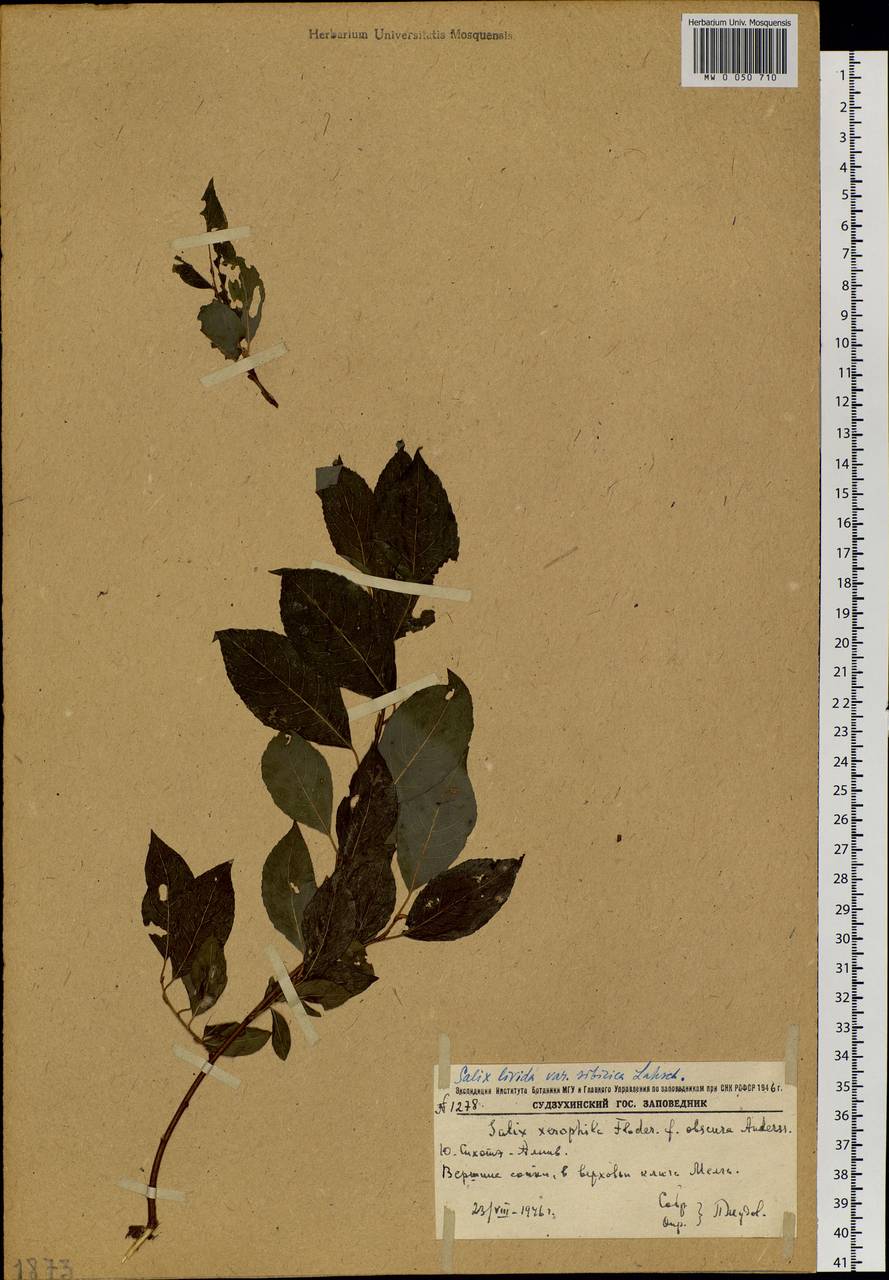 Salix taraikensis Kimura, Siberia, Russian Far East (S6) (Russia)