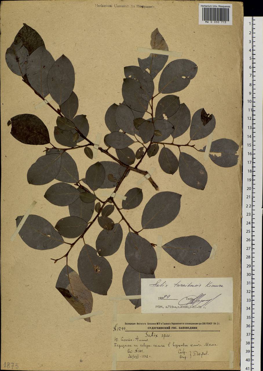 Salix taraikensis Kimura, Siberia, Russian Far East (S6) (Russia)