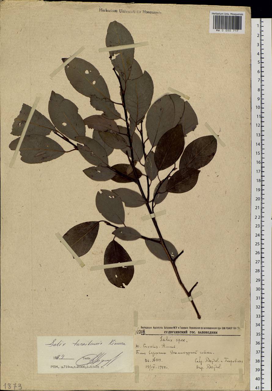Salix taraikensis Kimura, Siberia, Russian Far East (S6) (Russia)