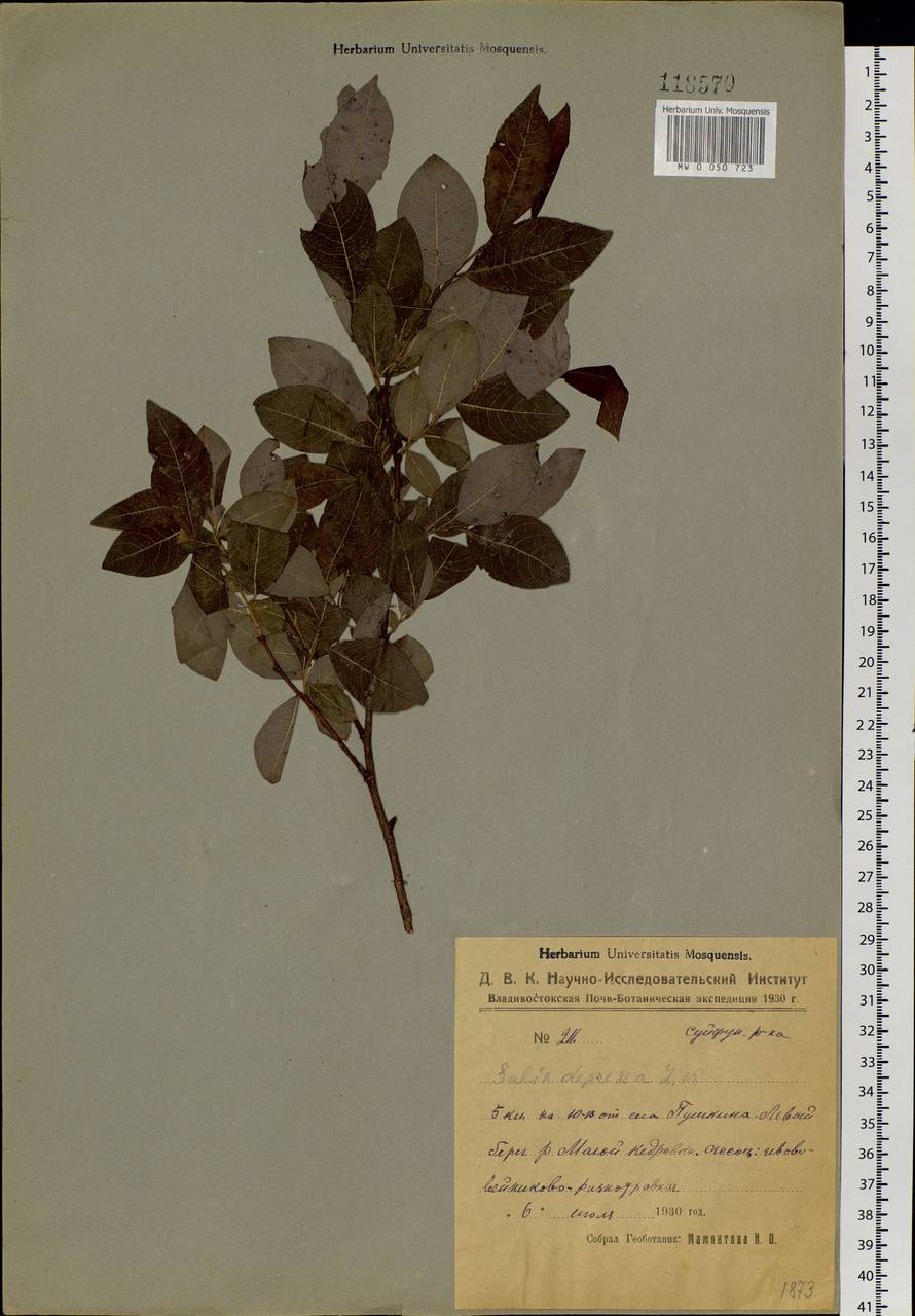 Salix taraikensis Kimura, Siberia, Russian Far East (S6) (Russia)