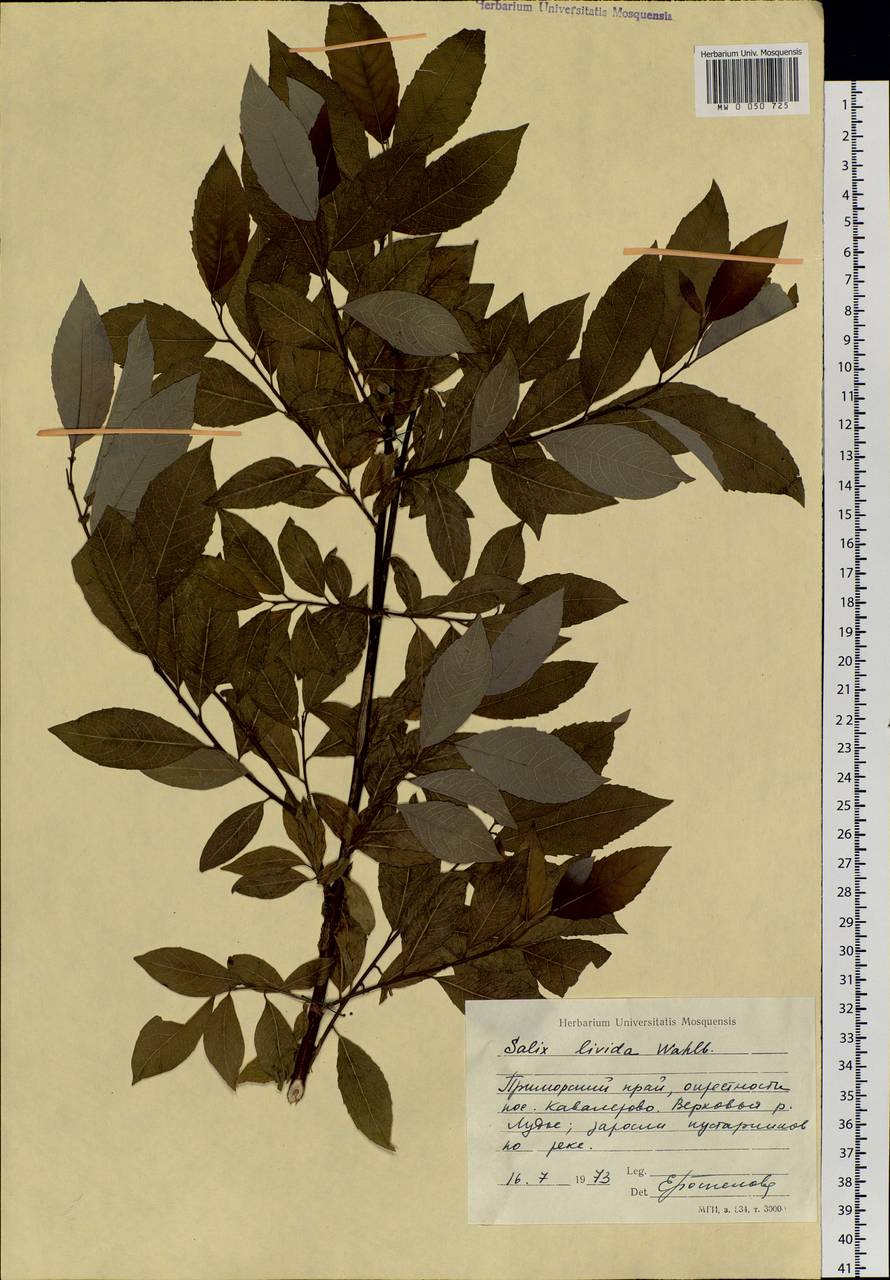 Salix taraikensis Kimura, Siberia, Russian Far East (S6) (Russia)