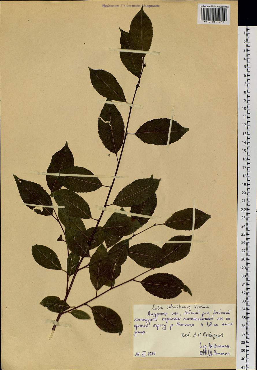 Salix taraikensis Kimura, Siberia, Russian Far East (S6) (Russia)