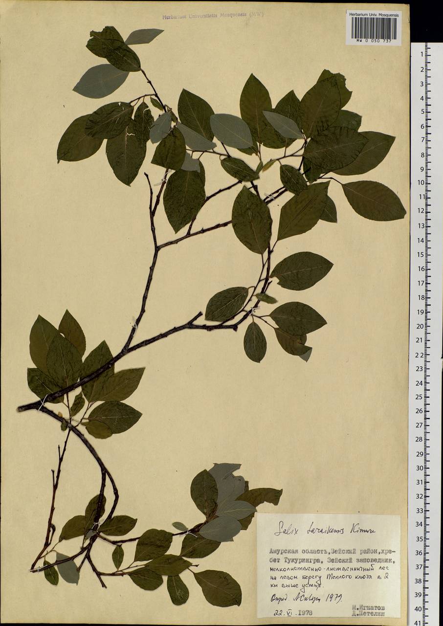 Salix taraikensis Kimura, Siberia, Russian Far East (S6) (Russia)