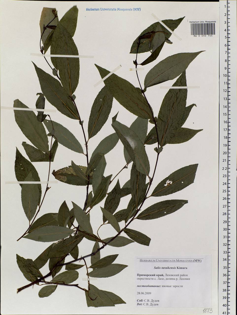 Salix taraikensis Kimura, Siberia, Russian Far East (S6) (Russia)