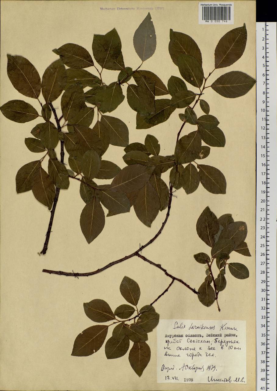 Salix taraikensis Kimura, Siberia, Russian Far East (S6) (Russia)