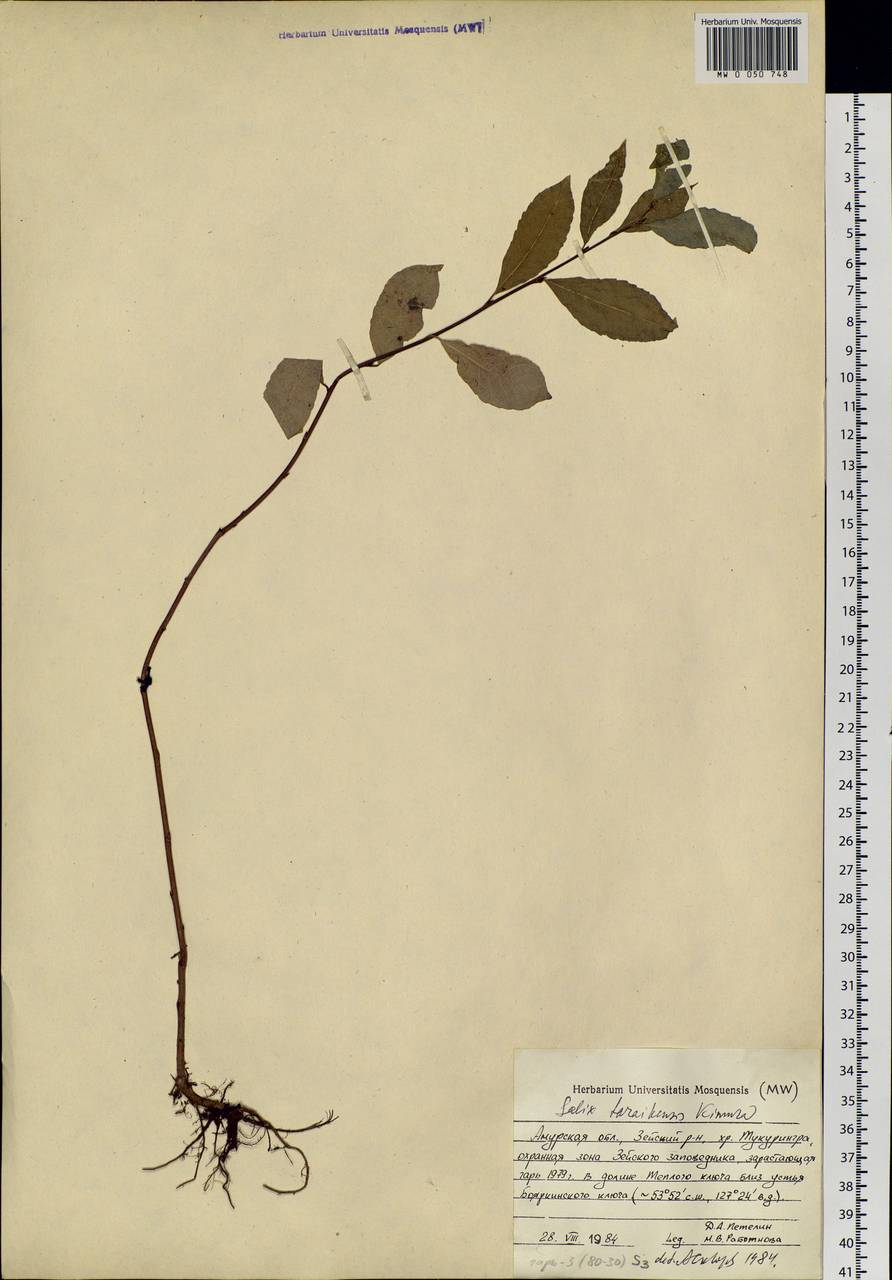 Salix taraikensis Kimura, Siberia, Russian Far East (S6) (Russia)