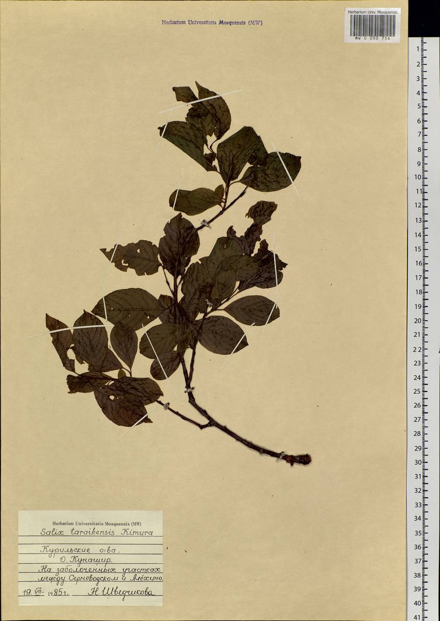 Salix taraikensis Kimura, Siberia, Russian Far East (S6) (Russia)