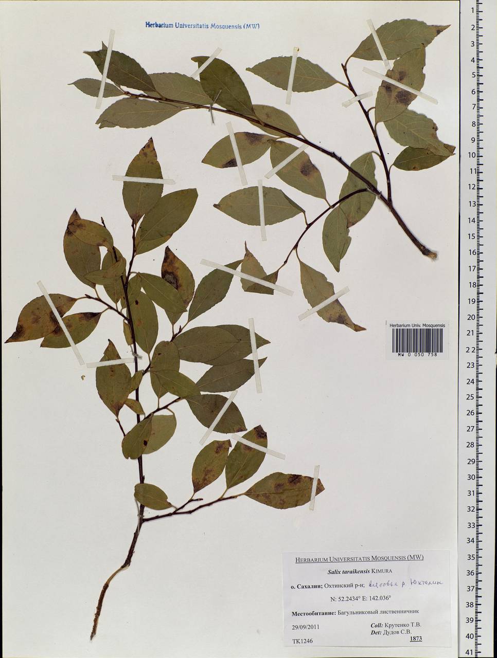 Salix taraikensis Kimura, Siberia, Russian Far East (S6) (Russia)
