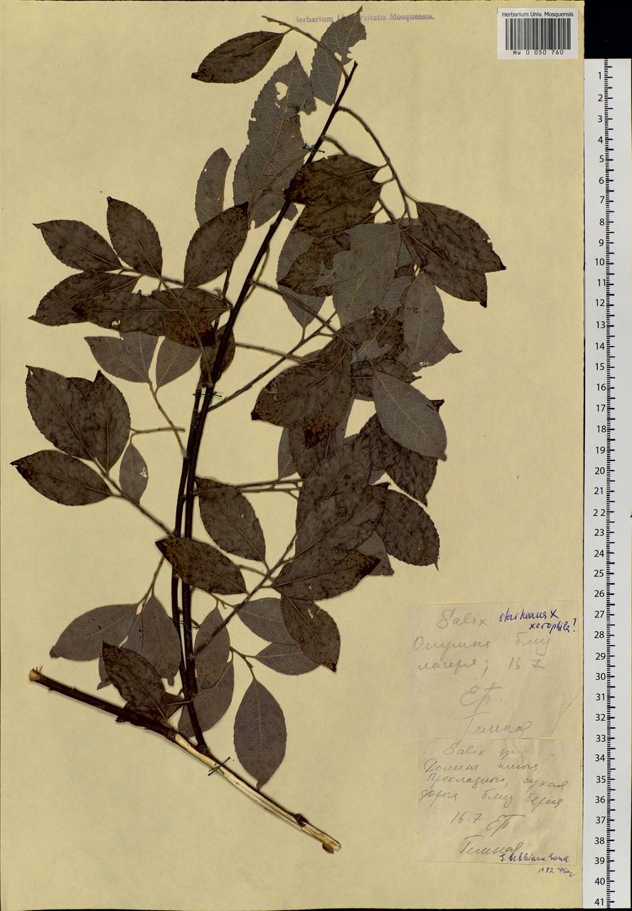 Salix taraikensis Kimura, Siberia, Russian Far East (S6) (Russia)