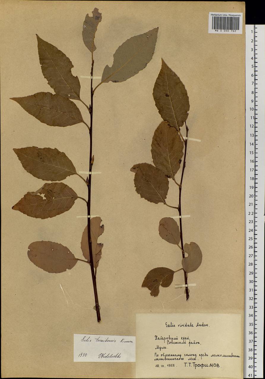 Salix taraikensis Kimura, Siberia, Russian Far East (S6) (Russia)