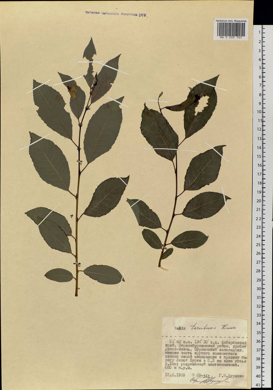 Salix taraikensis Kimura, Siberia, Russian Far East (S6) (Russia)