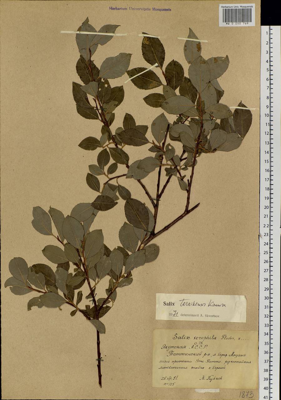 Salix taraikensis Kimura, Siberia, Yakutia (S5) (Russia)