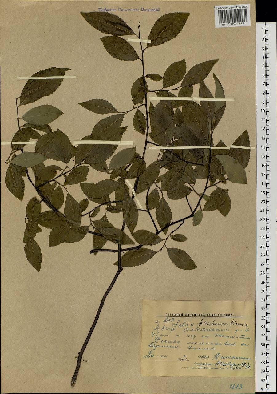 Salix taraikensis Kimura, Siberia, Yakutia (S5) (Russia)