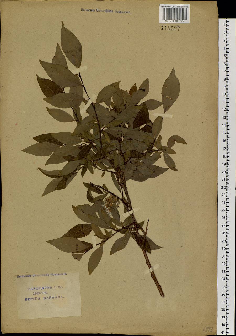 Salix taraikensis Kimura, Siberia, Baikal & Transbaikal region (S4) (Russia)
