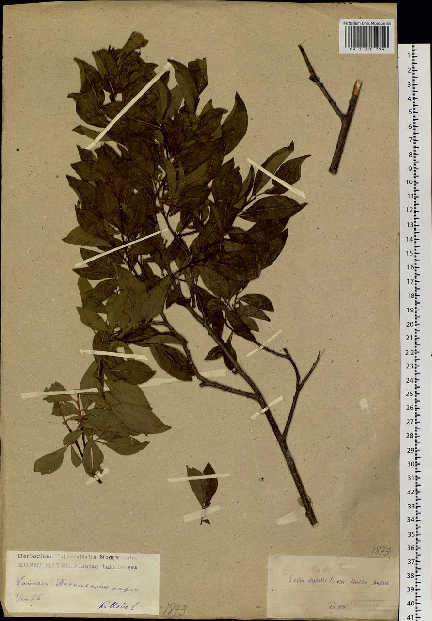 Salix taraikensis Kimura, Siberia, Baikal & Transbaikal region (S4) (Russia)