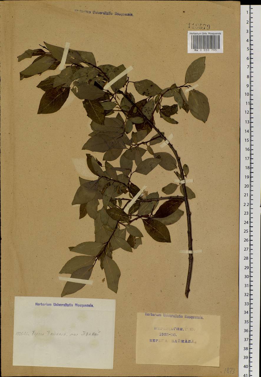 Salix taraikensis Kimura, Siberia, Baikal & Transbaikal region (S4) (Russia)