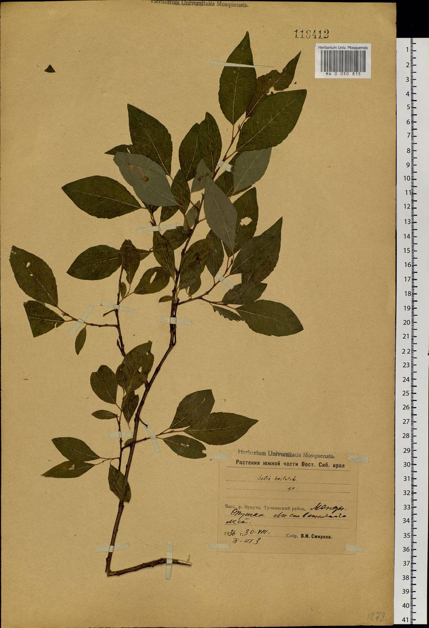 Salix taraikensis Kimura, Siberia, Baikal & Transbaikal region (S4) (Russia)