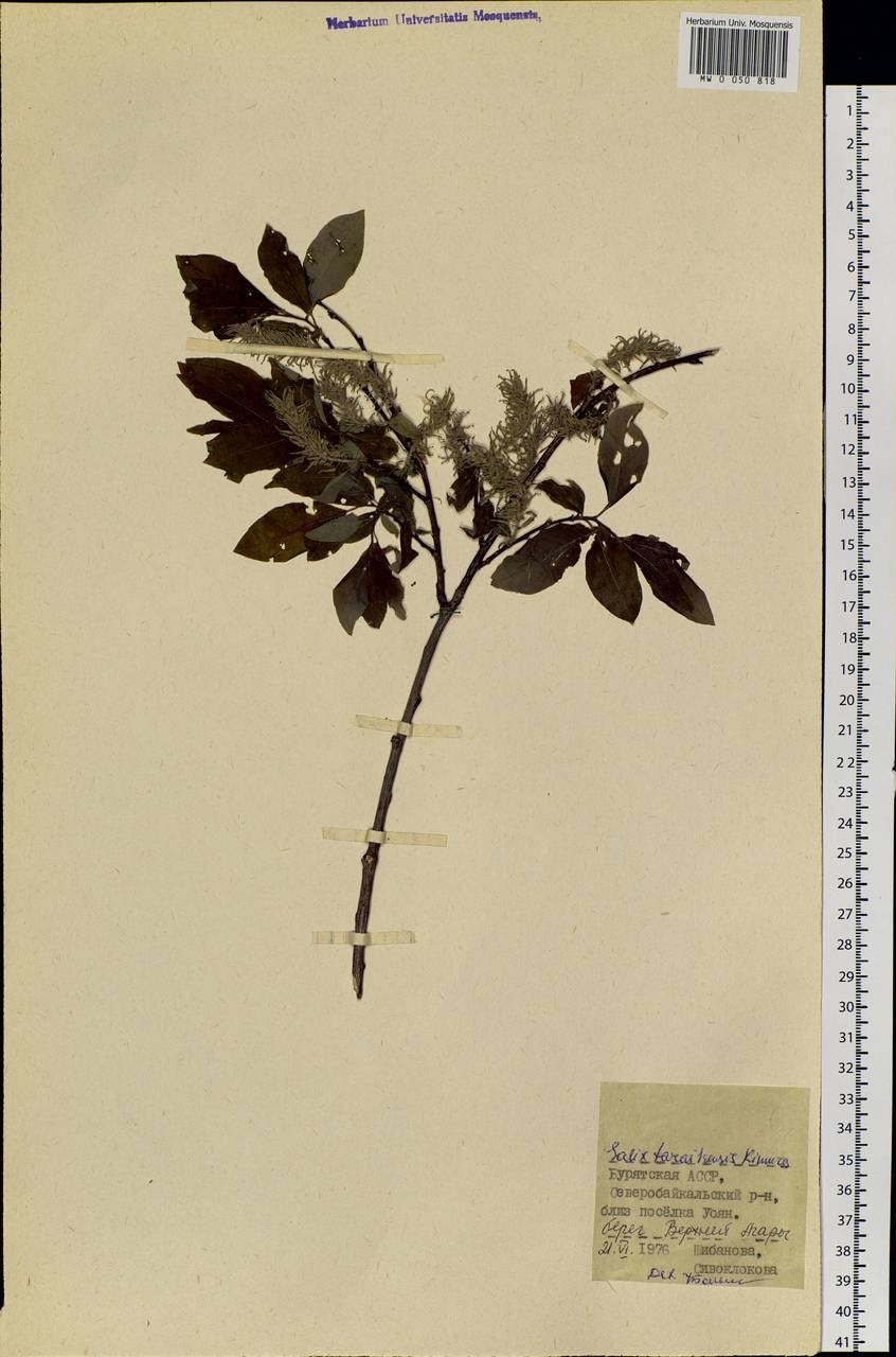 Salix taraikensis Kimura, Siberia, Baikal & Transbaikal region (S4) (Russia)