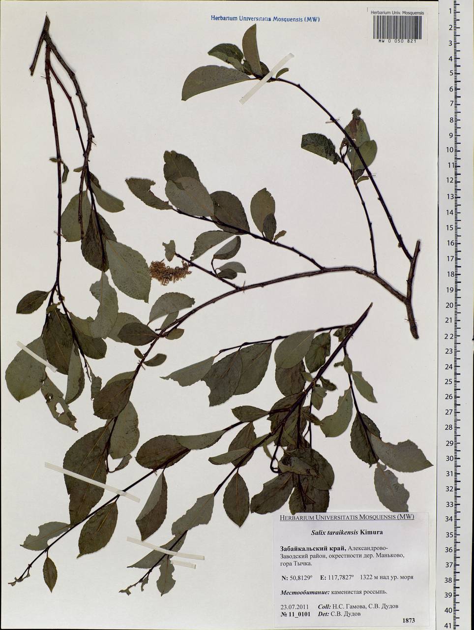 Salix taraikensis Kimura, Siberia, Baikal & Transbaikal region (S4) (Russia)