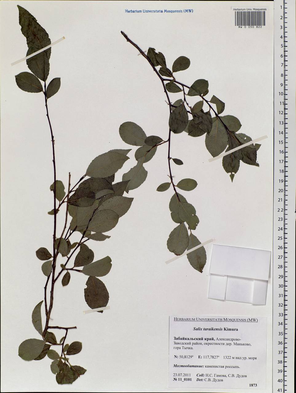 Salix taraikensis Kimura, Siberia, Baikal & Transbaikal region (S4) (Russia)