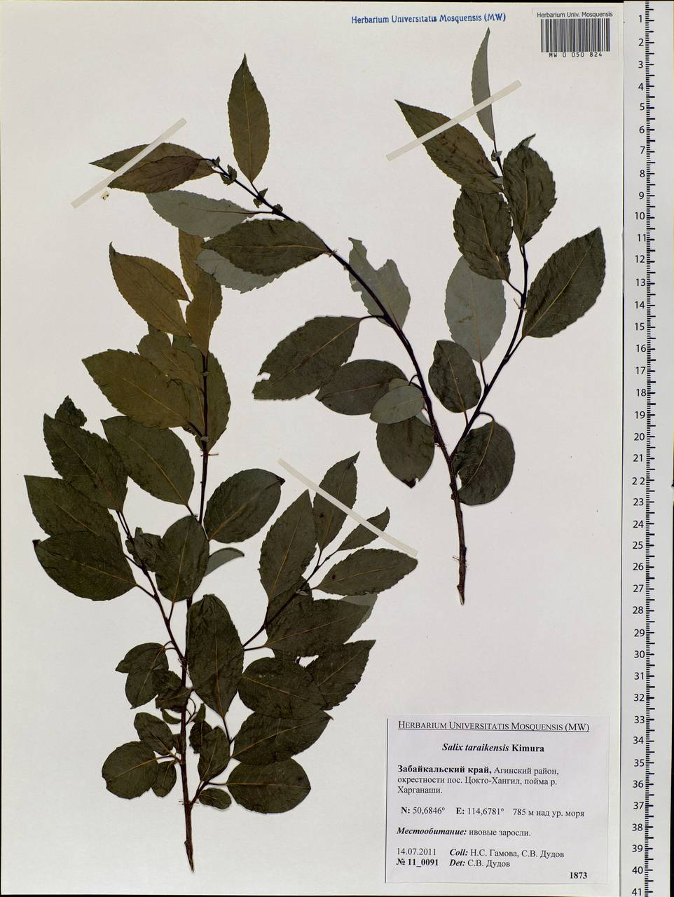 Salix taraikensis Kimura, Siberia, Baikal & Transbaikal region (S4) (Russia)