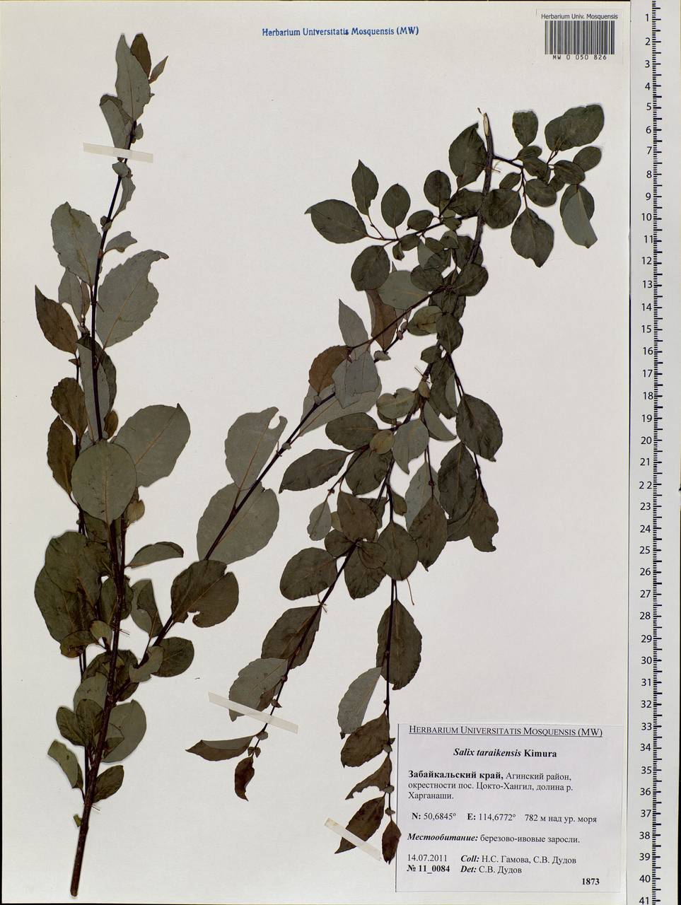 MW0050826, Salix taraikensis (Ива тарайкинская), specimen Salix taraikensis Kimura, Siberia, Baikal & Transbaikal region (S4) (Russia)