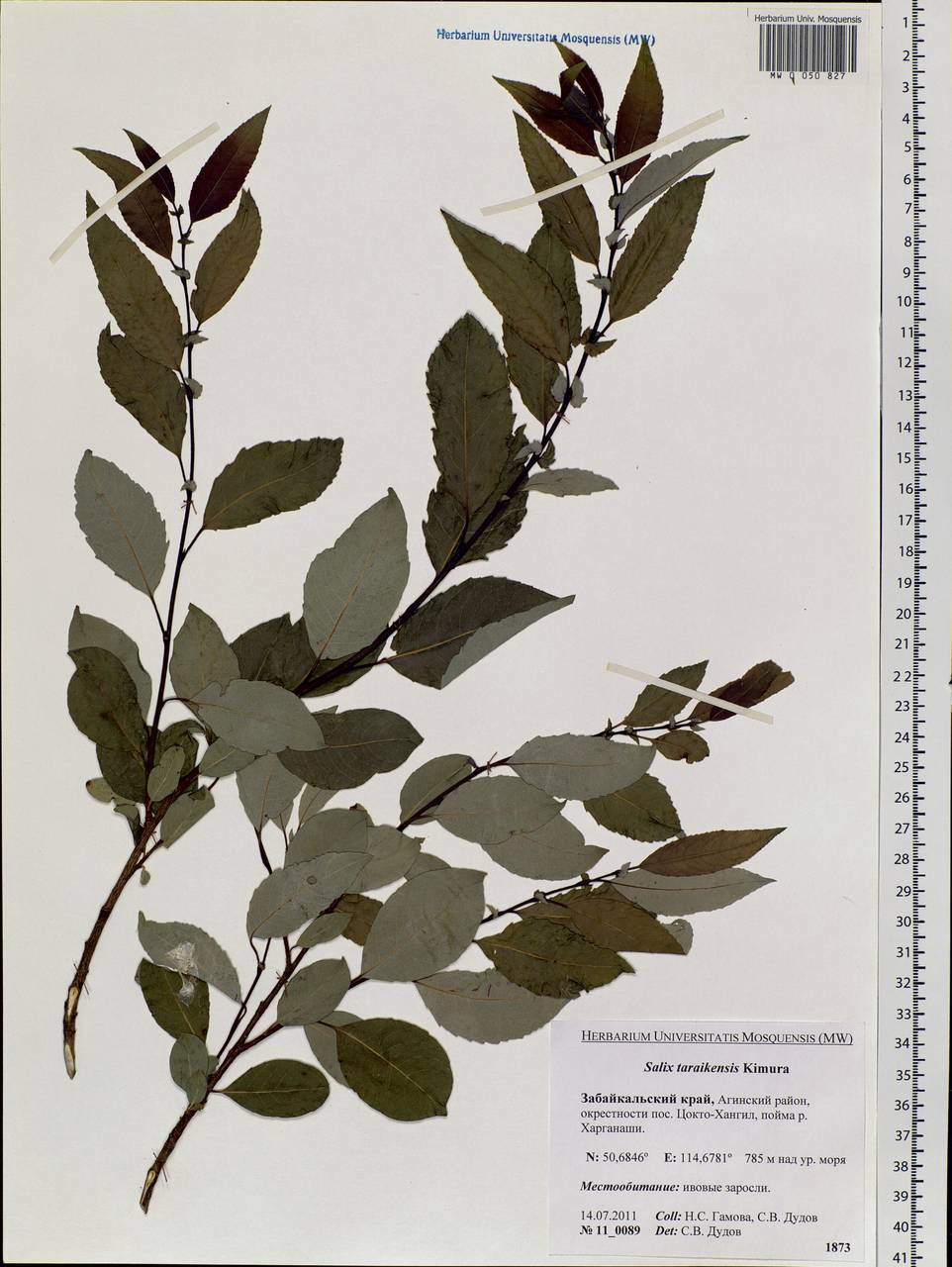 Salix taraikensis Kimura, Siberia, Baikal & Transbaikal region (S4) (Russia)