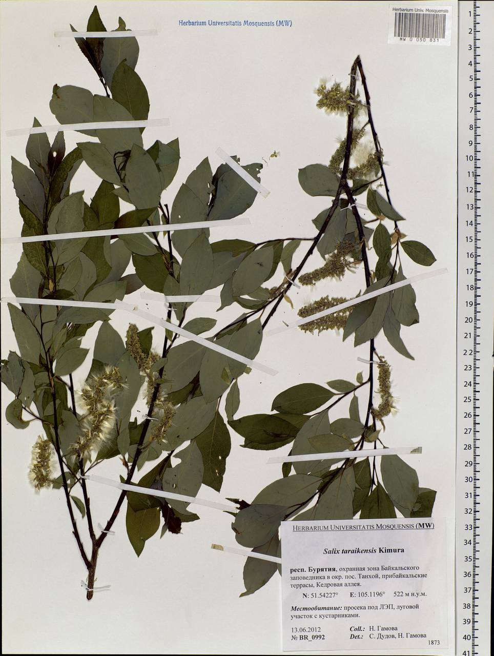 Salix taraikensis Kimura, Siberia, Baikal & Transbaikal region (S4) (Russia)