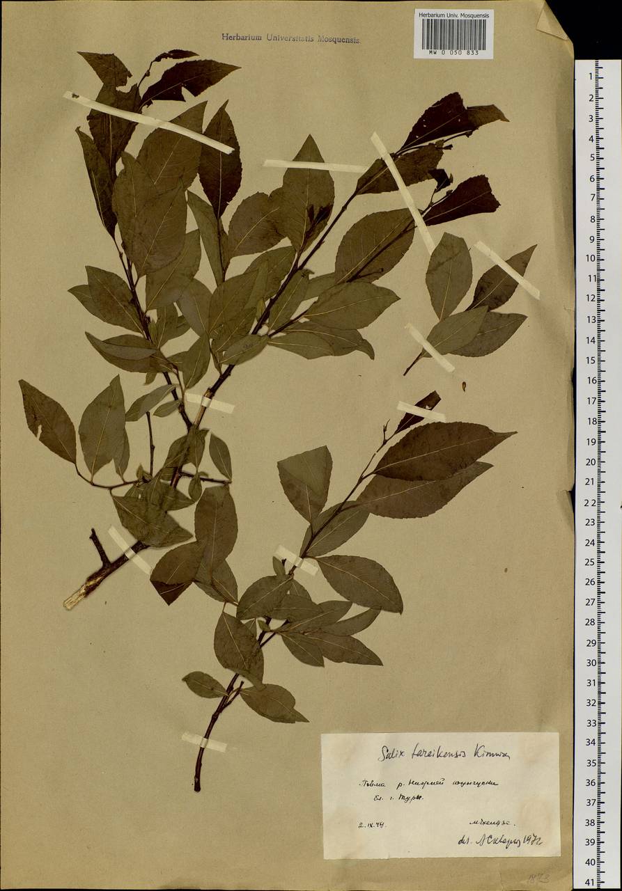 Salix taraikensis Kimura, Siberia, Central Siberia (S3) (Russia)