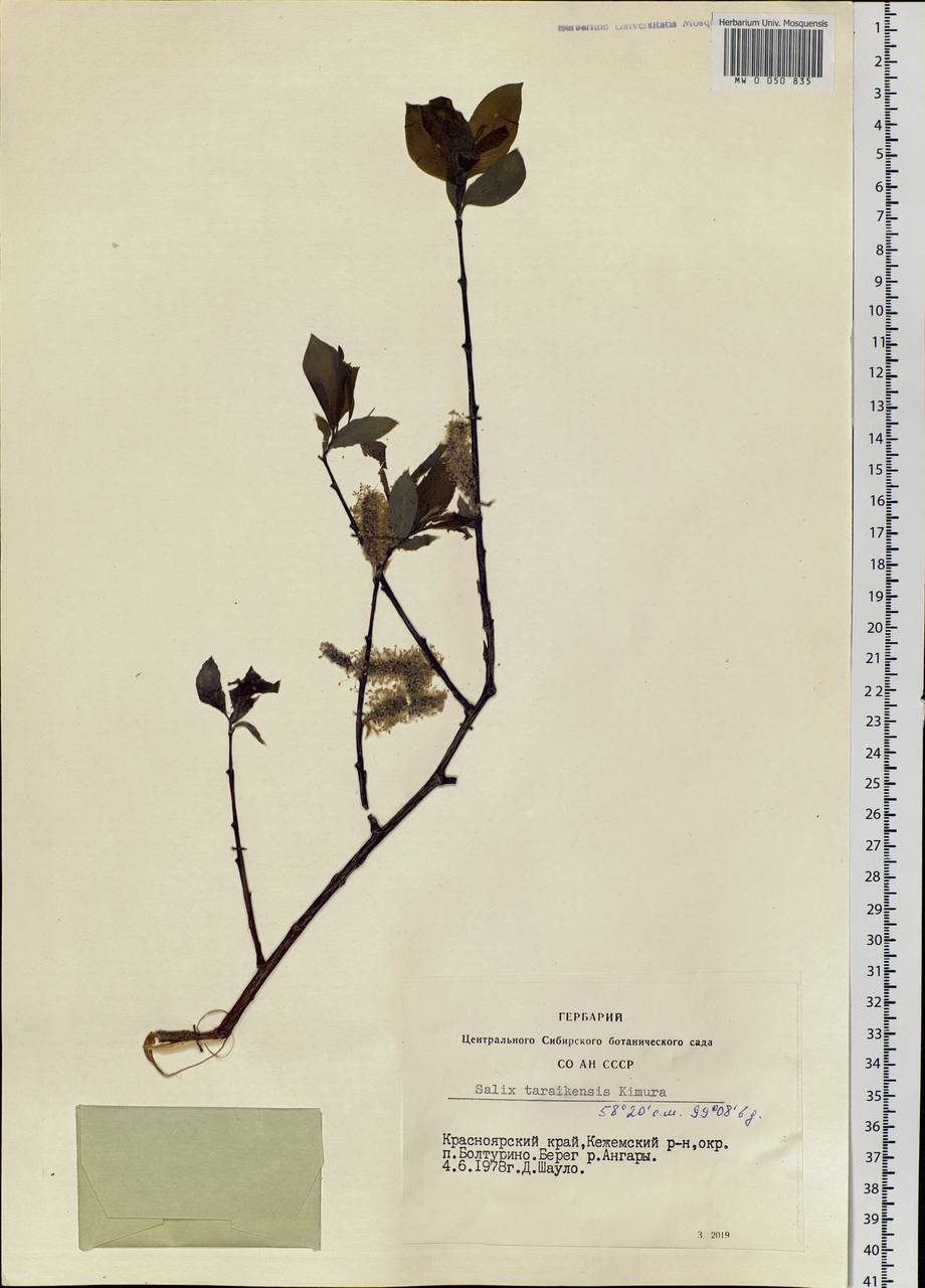 Salix taraikensis Kimura, Siberia, Central Siberia (S3) (Russia)