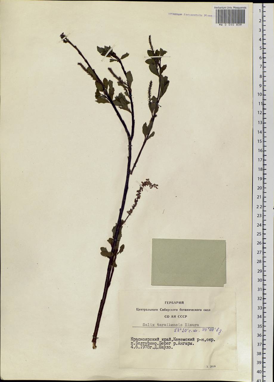 Salix taraikensis Kimura, Siberia, Central Siberia (S3) (Russia)