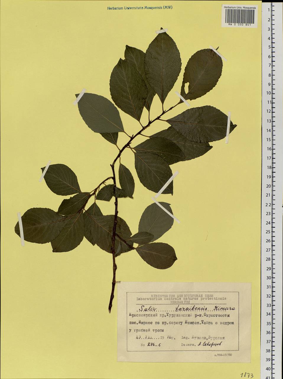 Salix taraikensis Kimura, Siberia, Central Siberia (S3) (Russia)