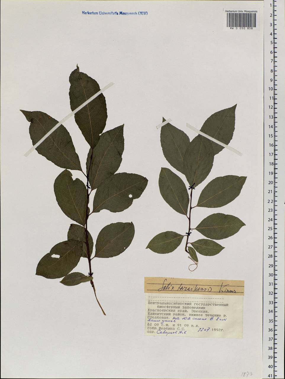 Salix taraikensis Kimura, Siberia, Central Siberia (S3) (Russia)