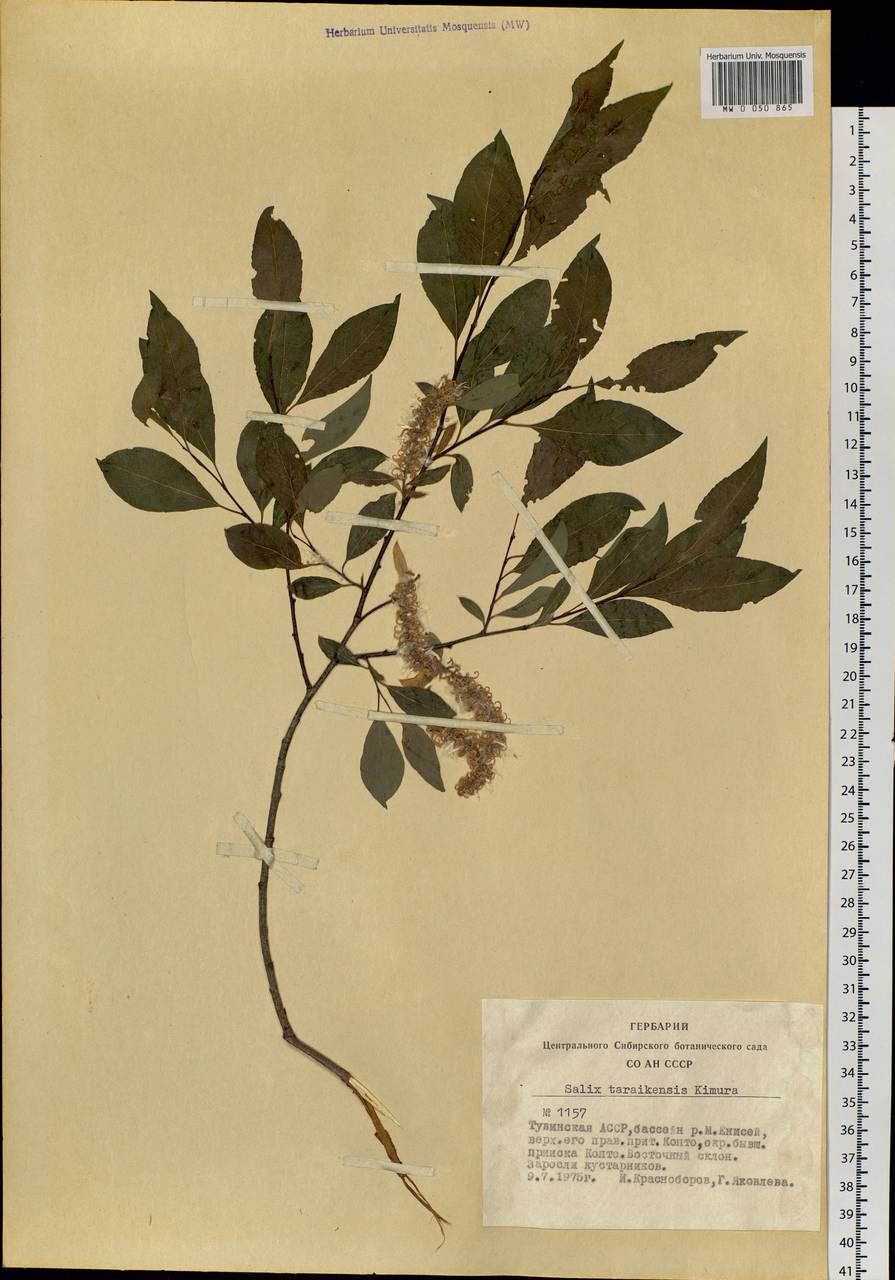 Salix taraikensis Kimura, Siberia, Altai & Sayany Mountains (S2) (Russia)