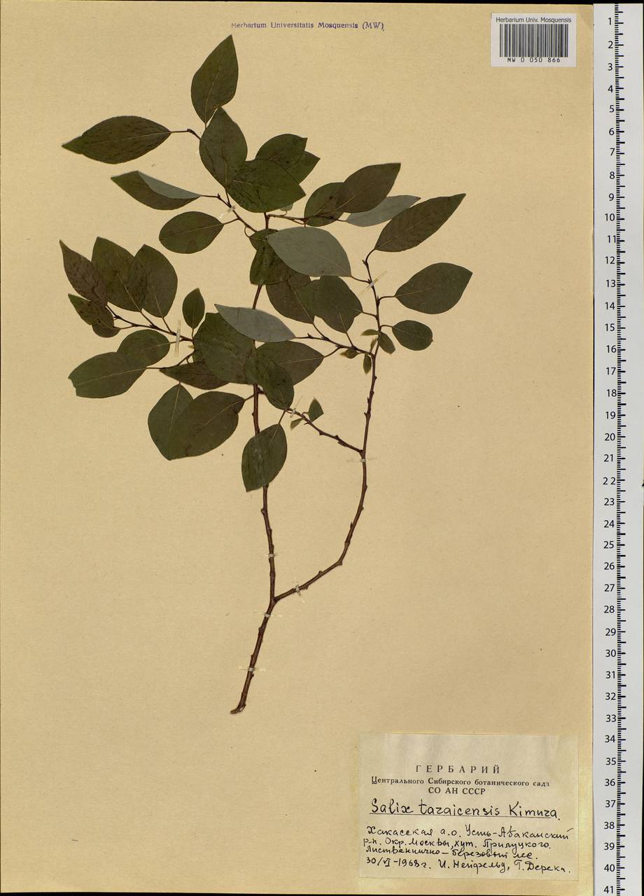 Salix taraikensis Kimura, Siberia, Altai & Sayany Mountains (S2) (Russia)