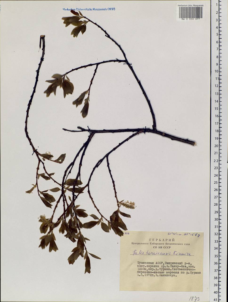 Salix taraikensis Kimura, Siberia, Altai & Sayany Mountains (S2) (Russia)