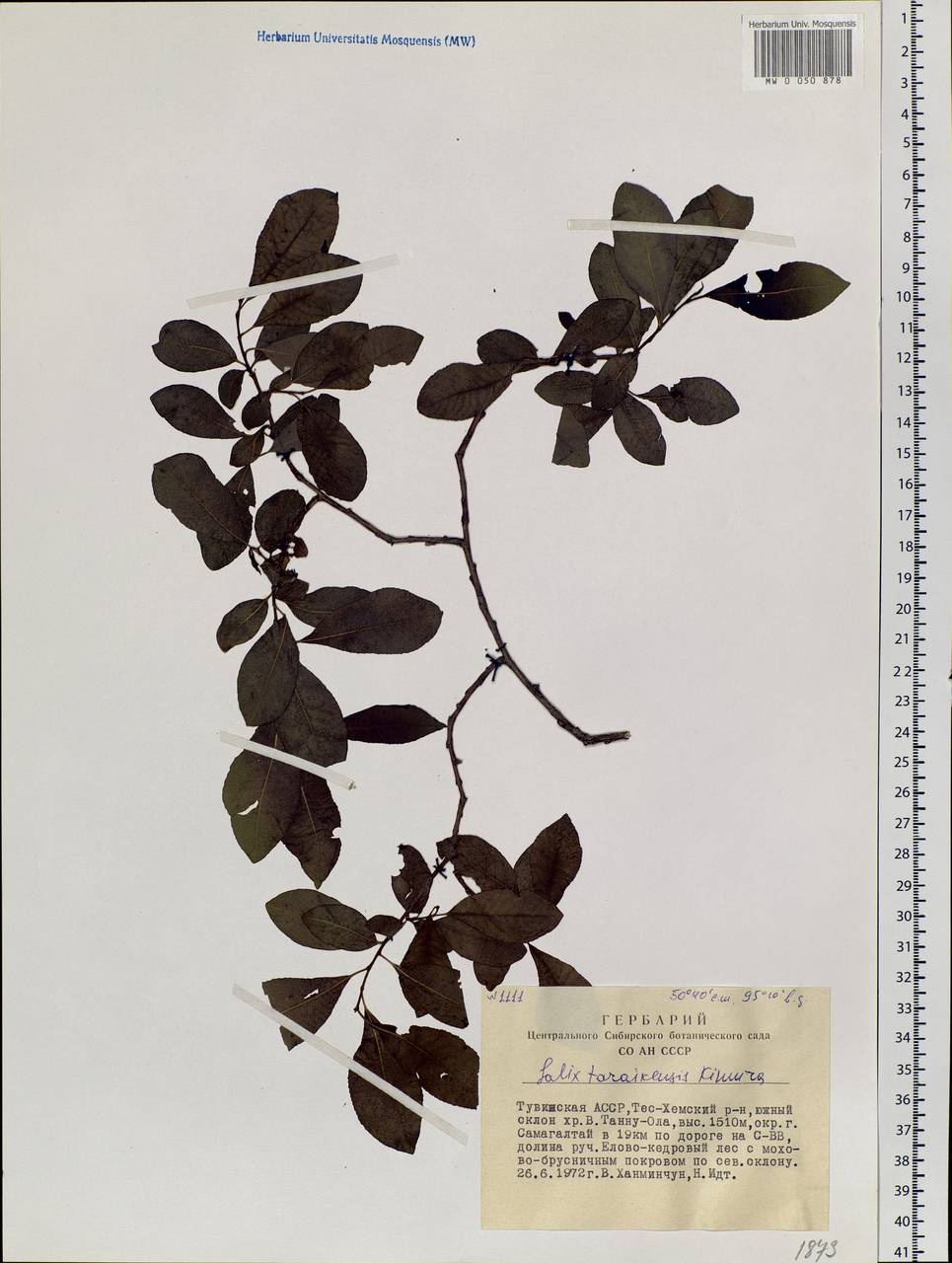 Salix taraikensis Kimura, Siberia, Altai & Sayany Mountains (S2) (Russia)