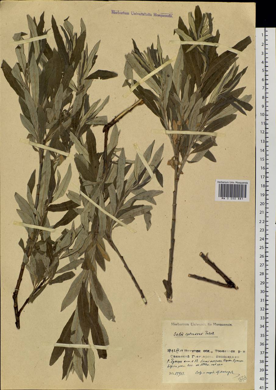 Salix viminalis subsp. viminalis, Siberia, Baikal & Transbaikal region (S4) (Russia)