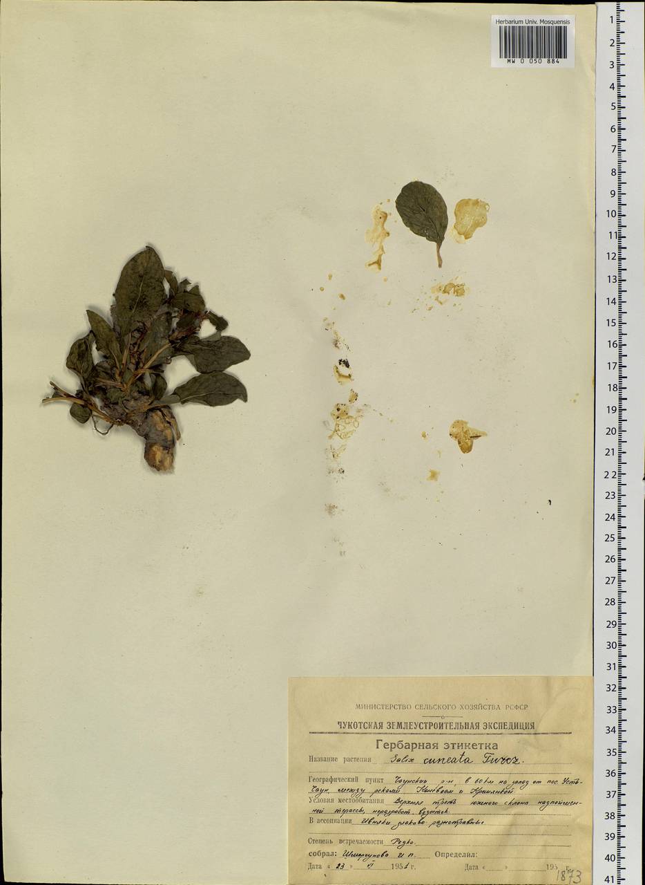 Salix sphenophylla A. Skvorts., Siberia, Chukotka & Kamchatka (S7) (Russia)