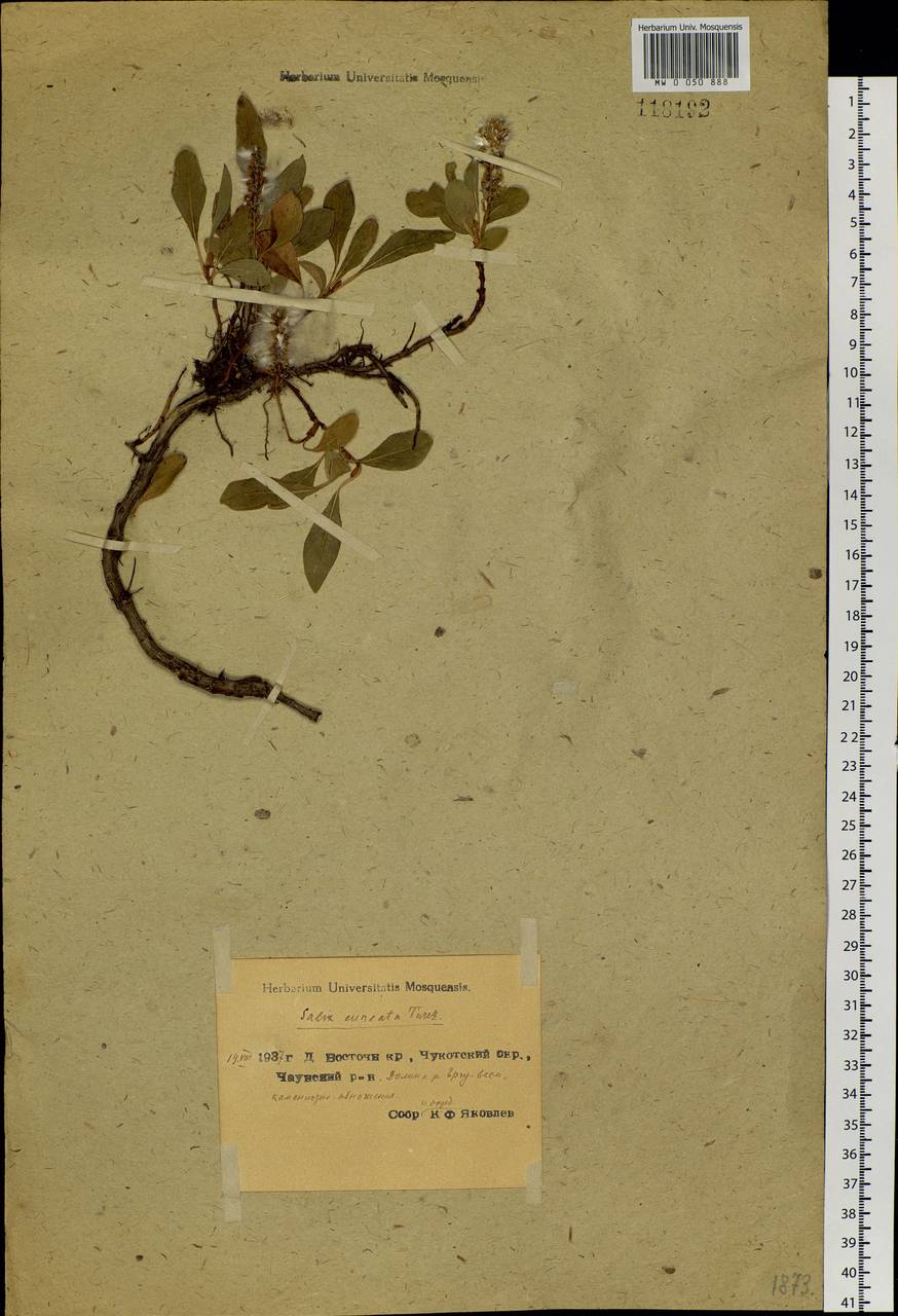 Salix sphenophylla A. Skvorts., Siberia, Chukotka & Kamchatka (S7) (Russia)