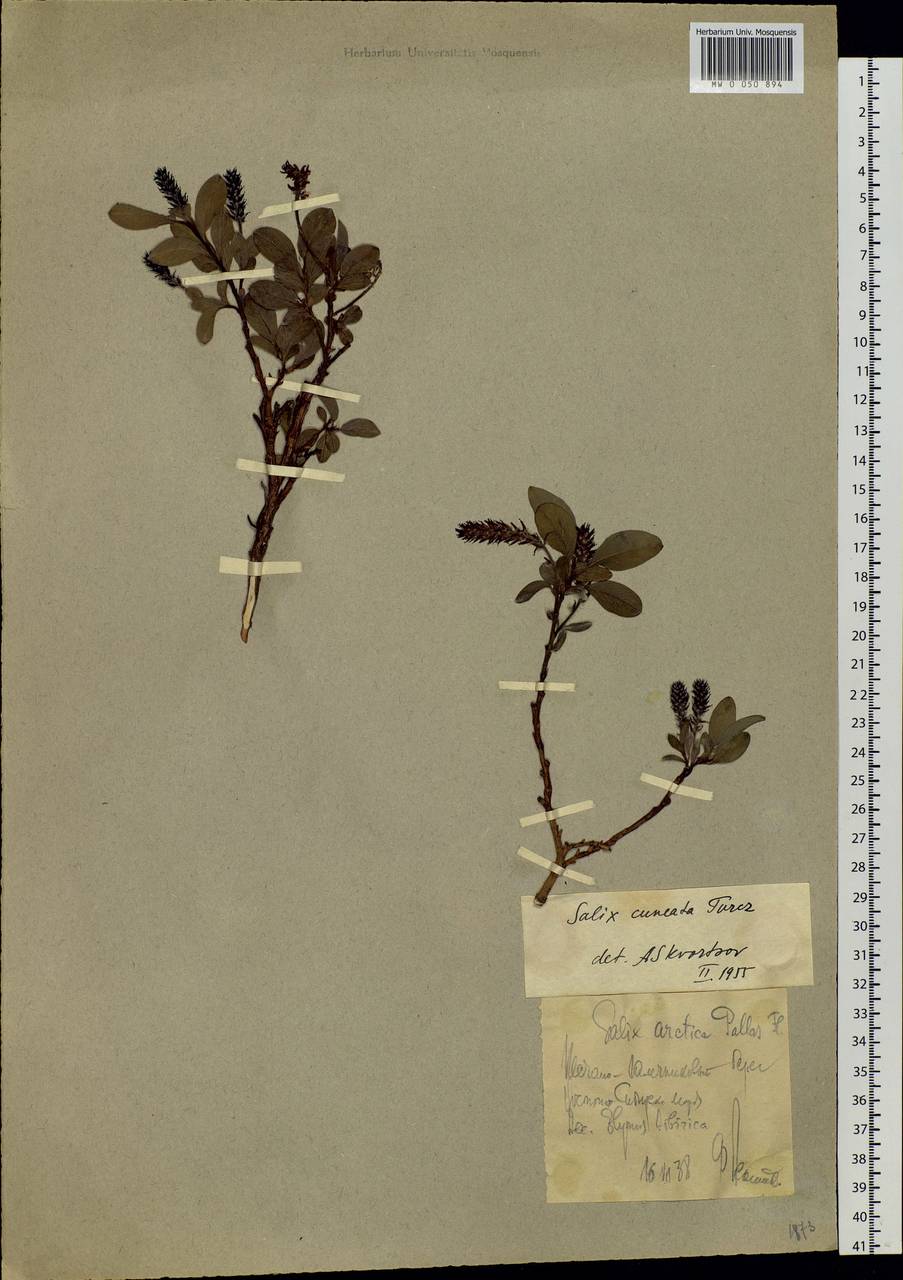 Salix sphenophylla A. Skvorts., Siberia, Chukotka & Kamchatka (S7) (Russia)
